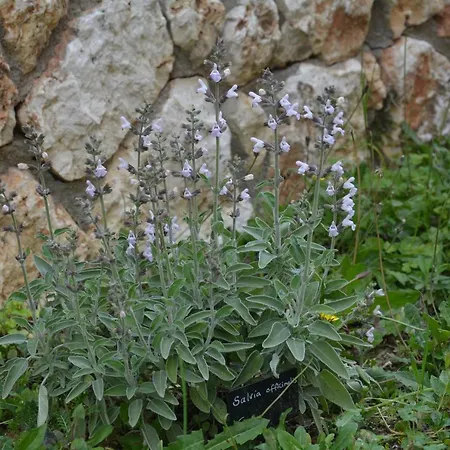 Apartment Lotus Sea View *