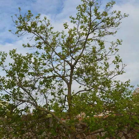 Lotus Sea View Apartment