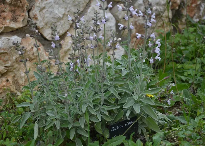 Lotus Sea View Lejlighed
