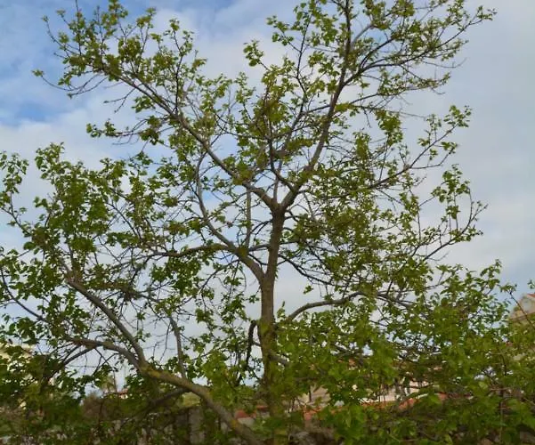 Lotus Sea View Lejlighed