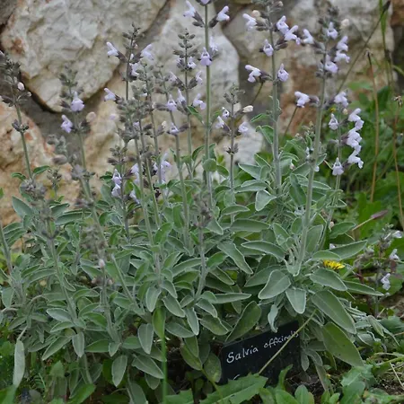 Lotus Sea View Apartamento