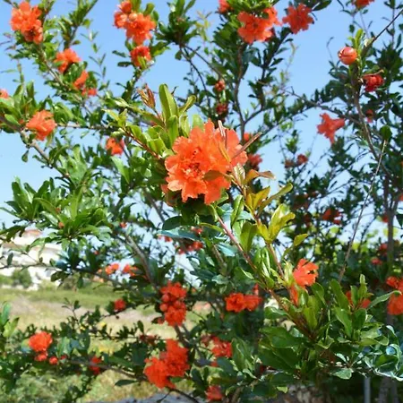 Lejlighed Lotus Sea View Lixouri